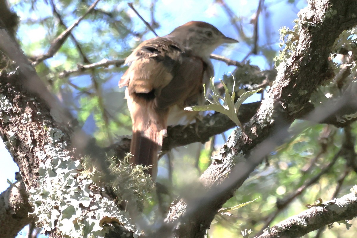 Freckle-breasted Thornbird - ML616960236