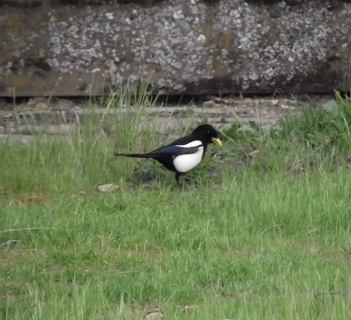 Yellow-billed Magpie - ML616960277