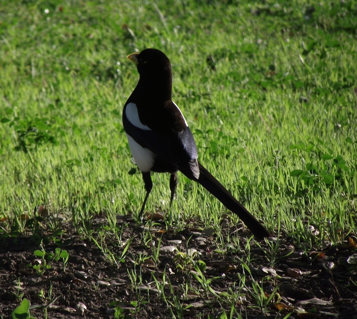 Yellow-billed Magpie - ML616960278