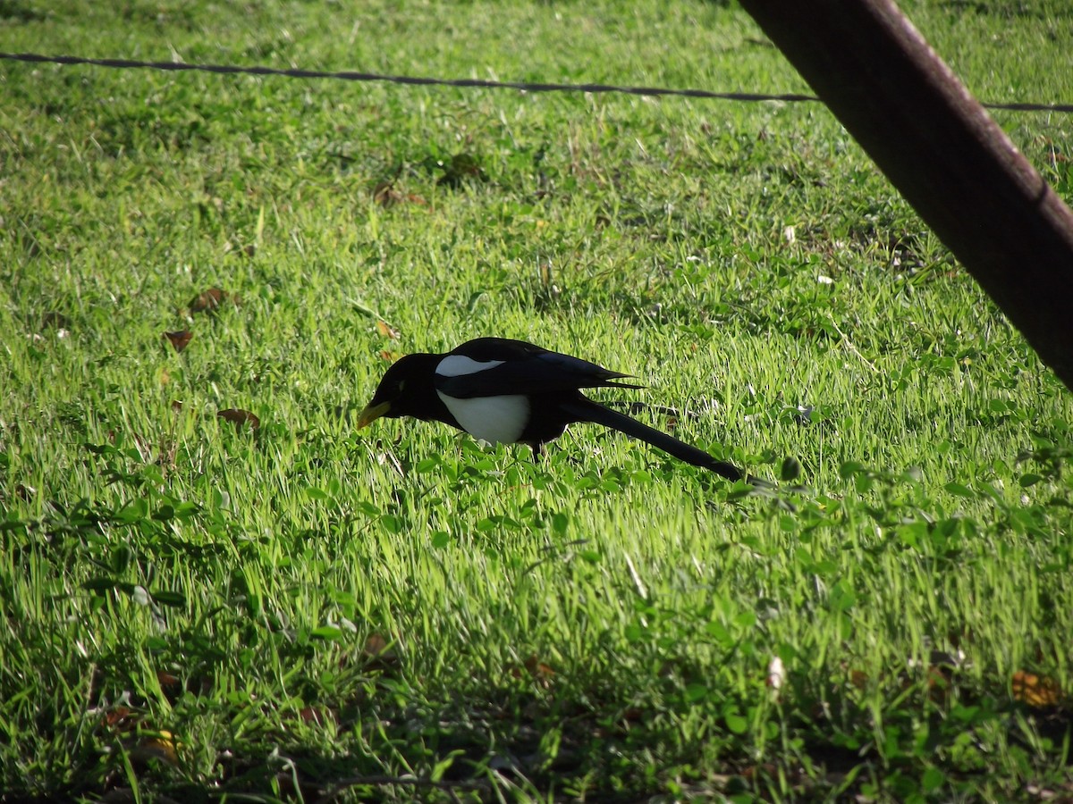 Yellow-billed Magpie - ML616960279