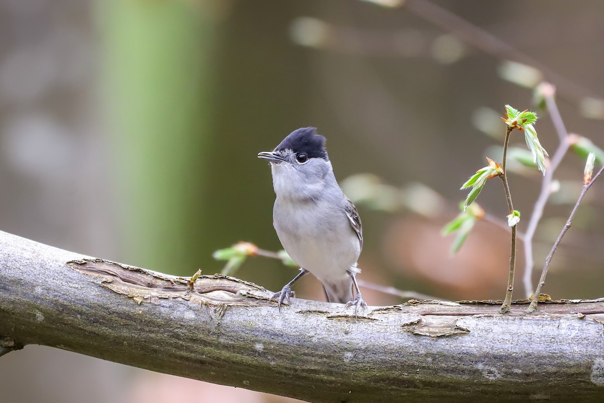 Eurasian Blackcap - ML616960289