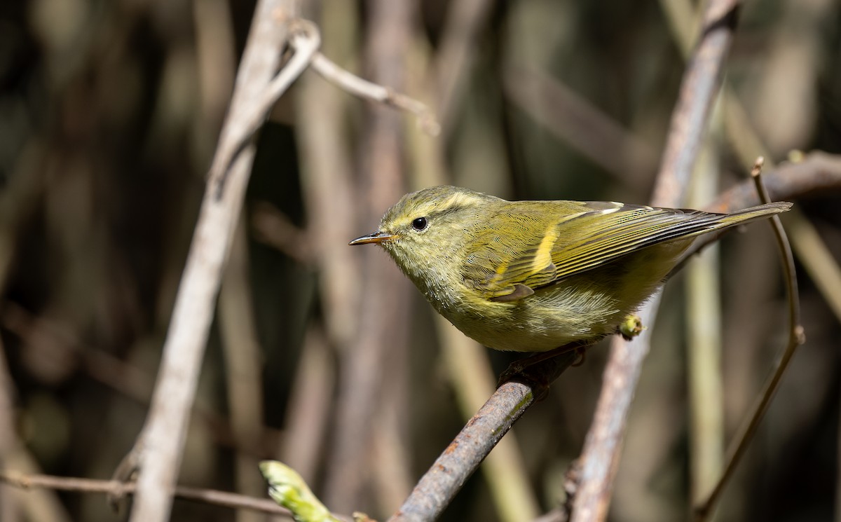 Buff-barred Warbler - ML616960336