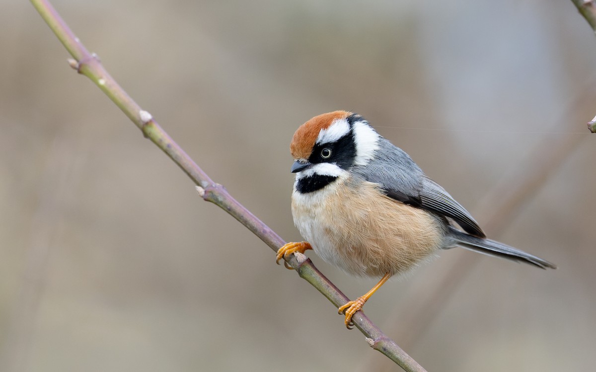Black-throated Tit - Ian Davies