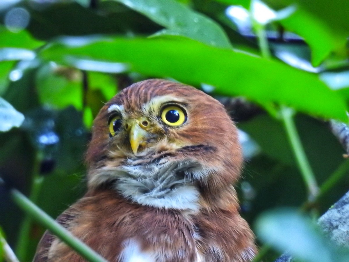 Ferruginous Pygmy-Owl - ML616960375