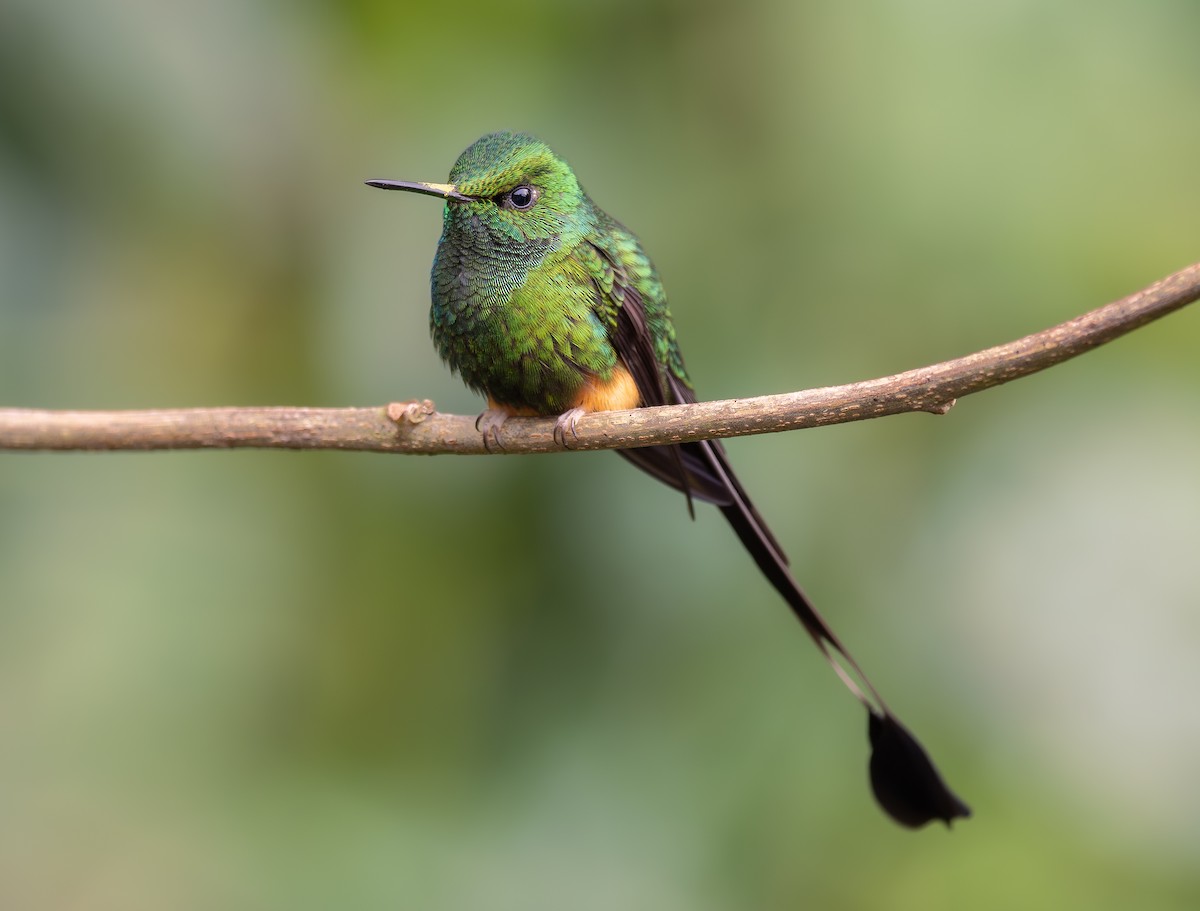 Peruvian Racket-tail - Alex Luna