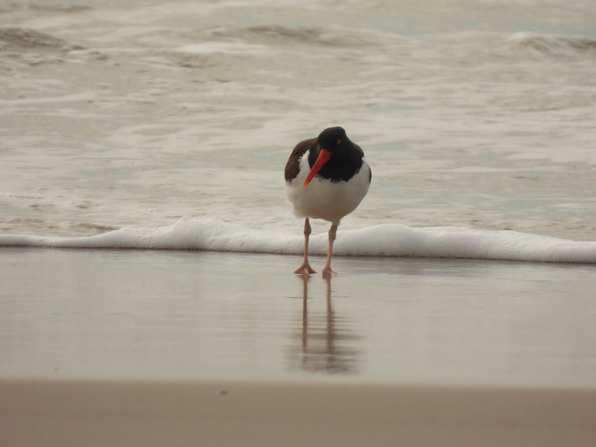 American Oystercatcher - ML616960393