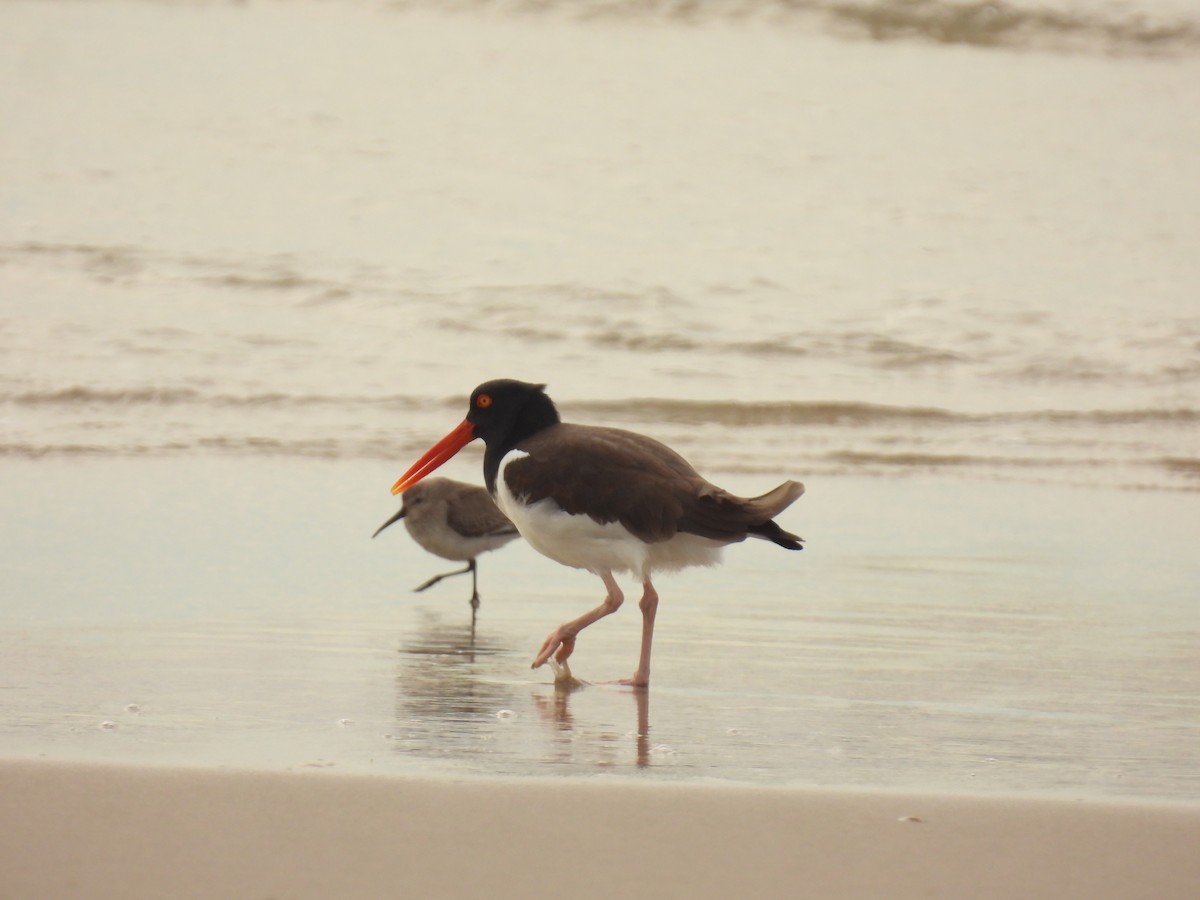 American Oystercatcher - ML616960410