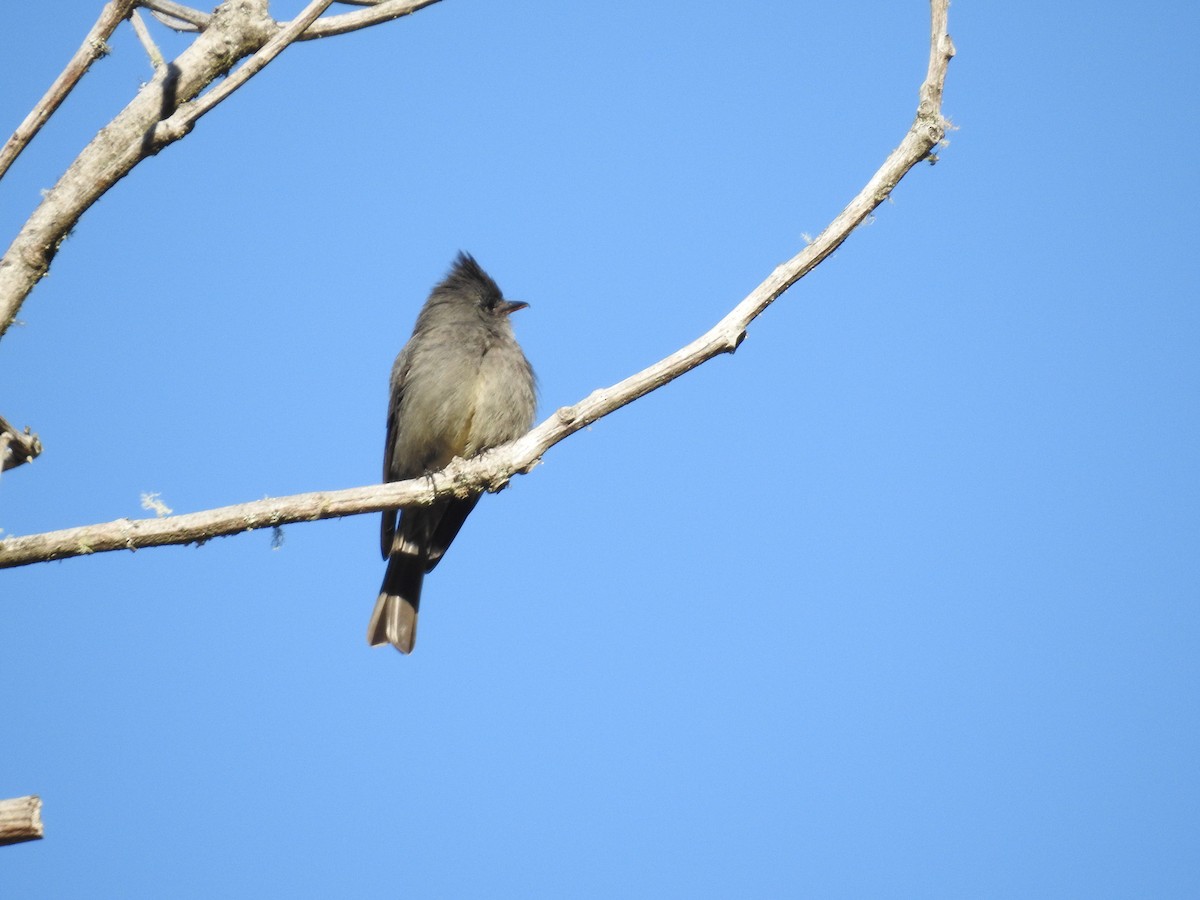 Dark Pewee - Kurt Schwarz