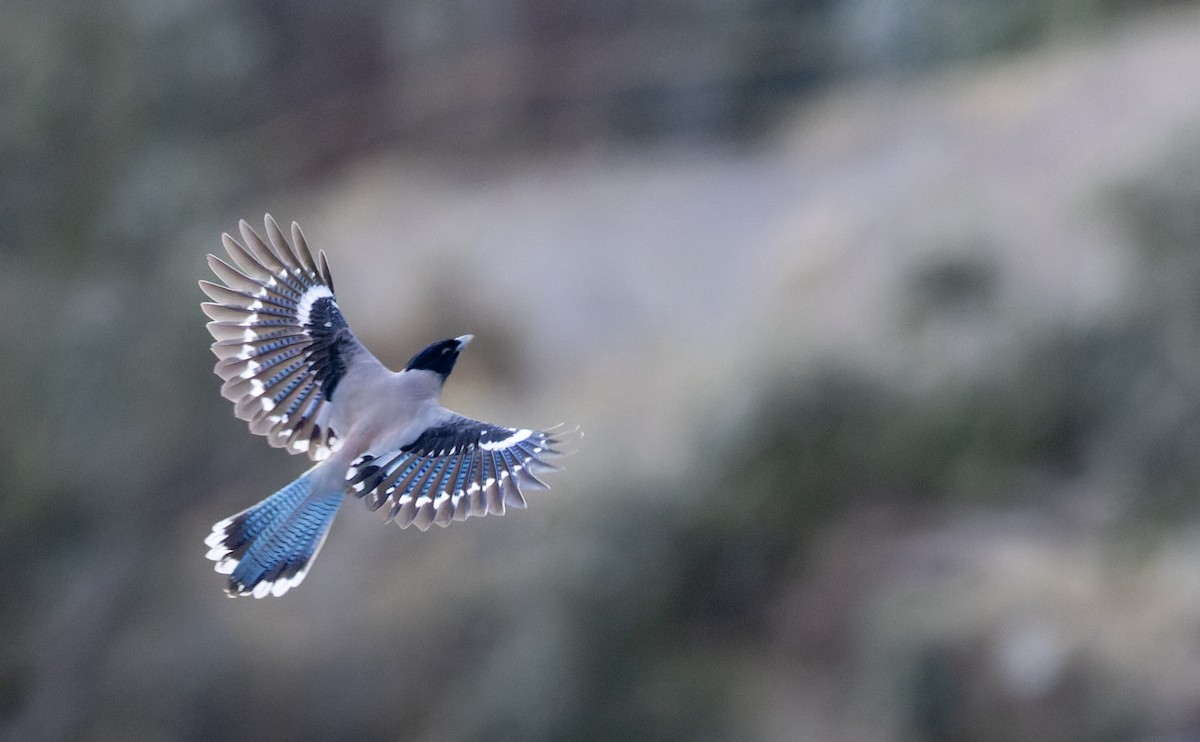 Black-headed Jay - ML616960438