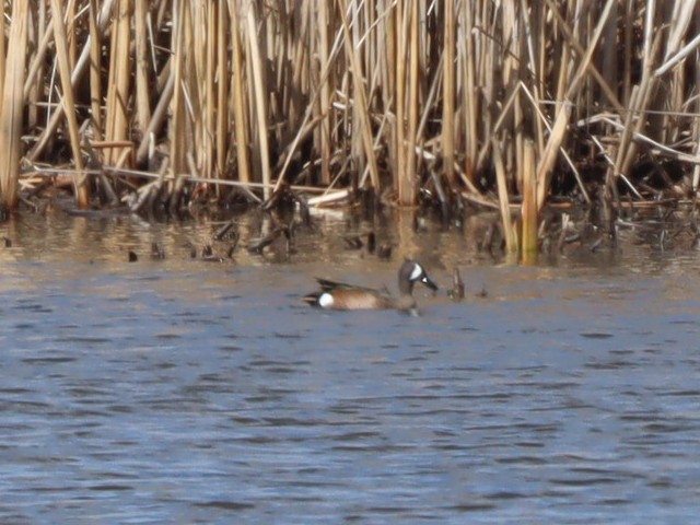 Blue-winged Teal - ML616960439