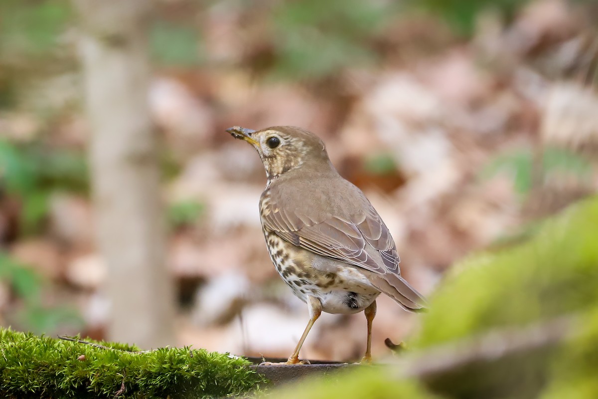 Song Thrush - ML616960445