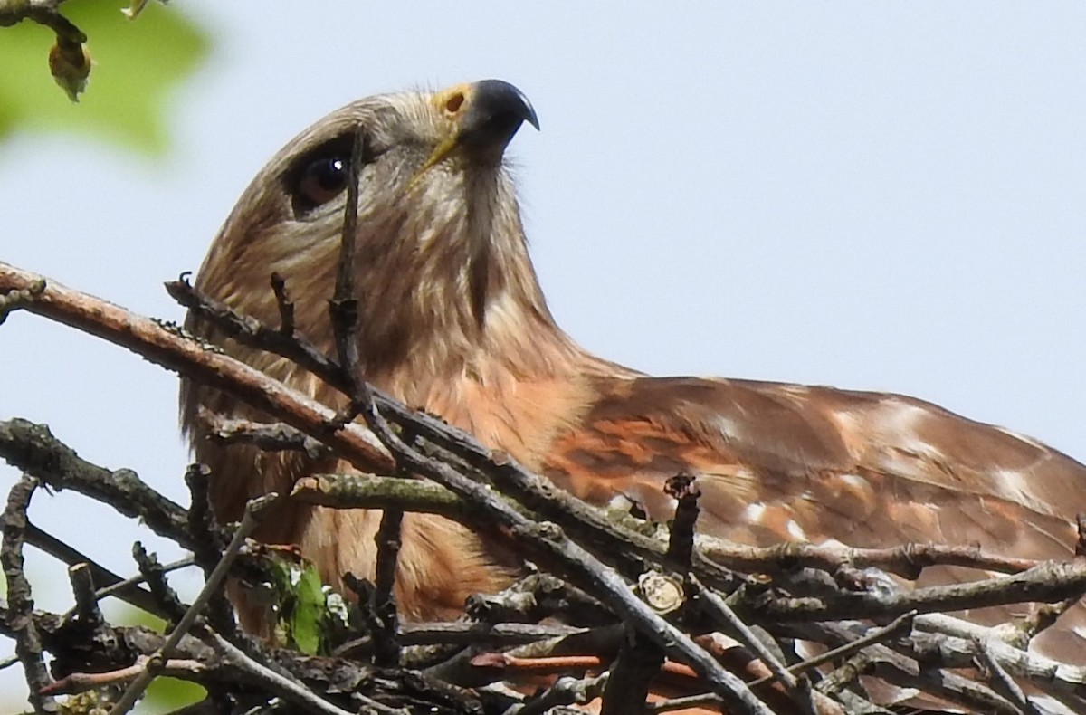 Red-shouldered Hawk - Laura Tappan