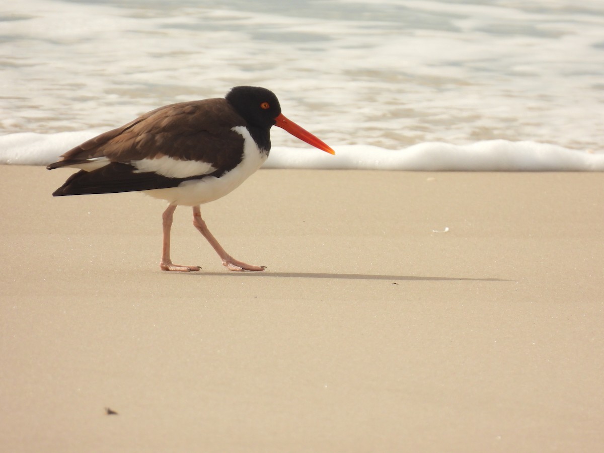 American Oystercatcher - ML616960451