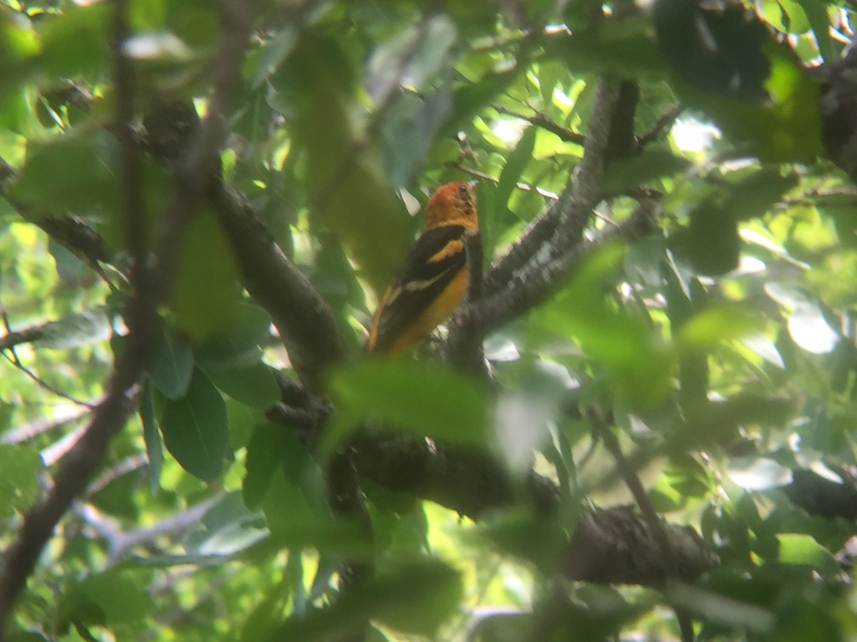 Western x Flame-colored Tanager (hybrid) - ML616960491