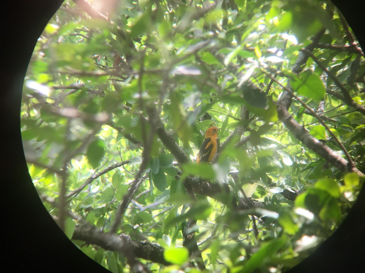Western x Flame-colored Tanager (hybrid) - ML616960493