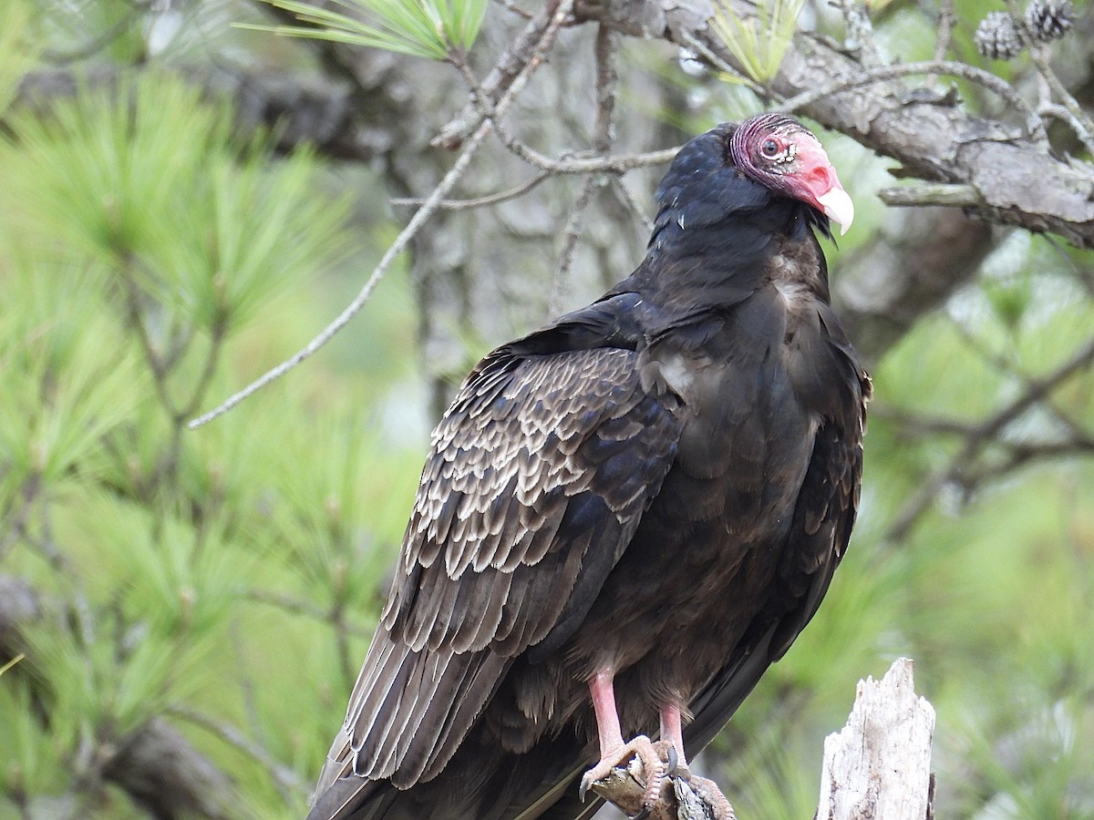 Turkey Vulture - ML616960513