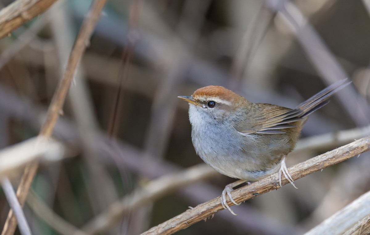 Gray-sided Bush Warbler - ML616960524