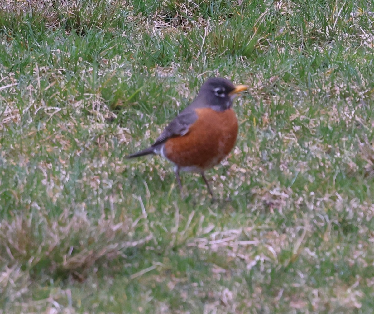 American Robin - ML616960554