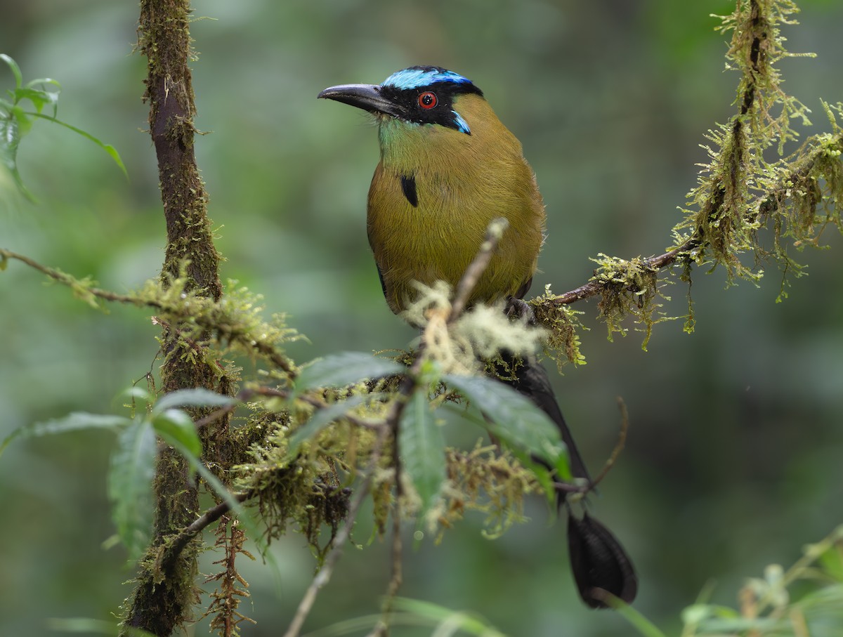 Andean Motmot - Alex Luna