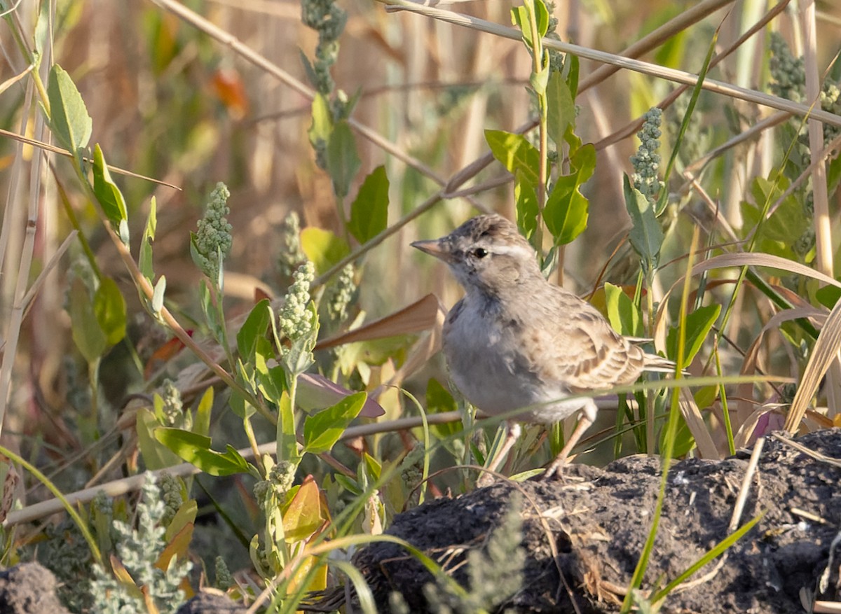 Hume's Lark - Ian Davies