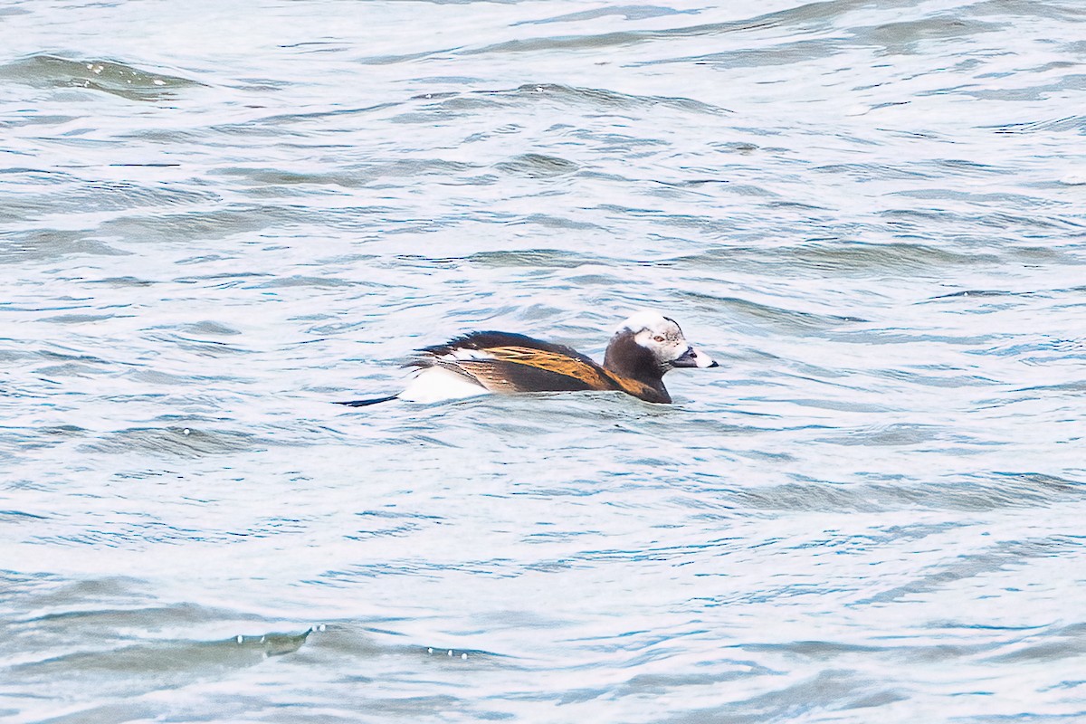 Long-tailed Duck - Shori Velles