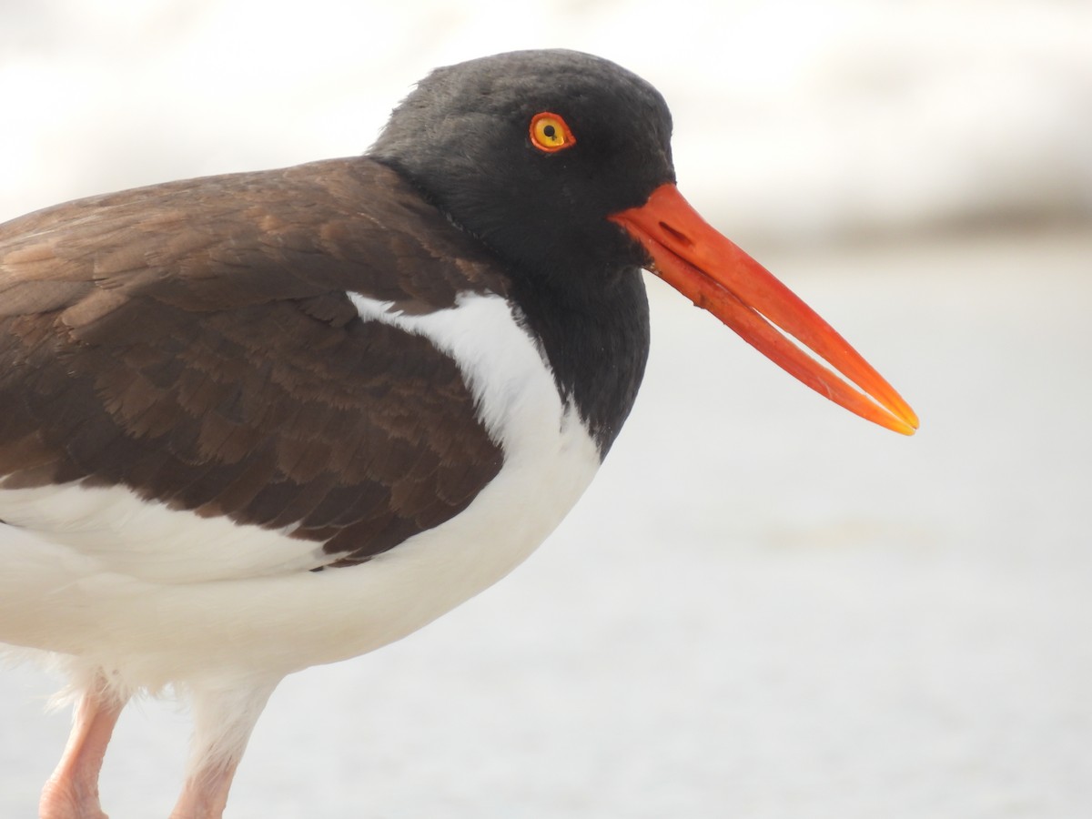 American Oystercatcher - ML616960635