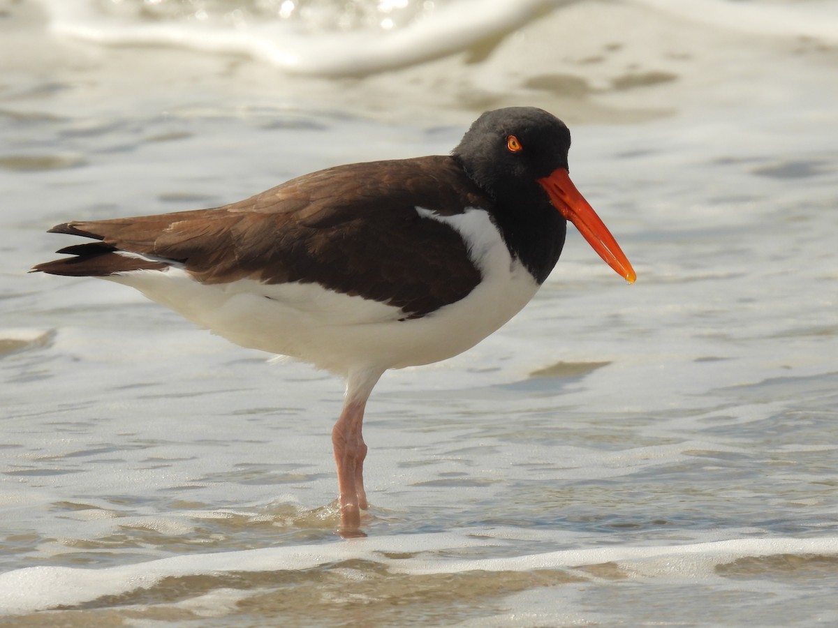 American Oystercatcher - ML616960637