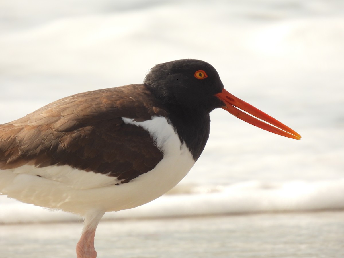 American Oystercatcher - ML616960639