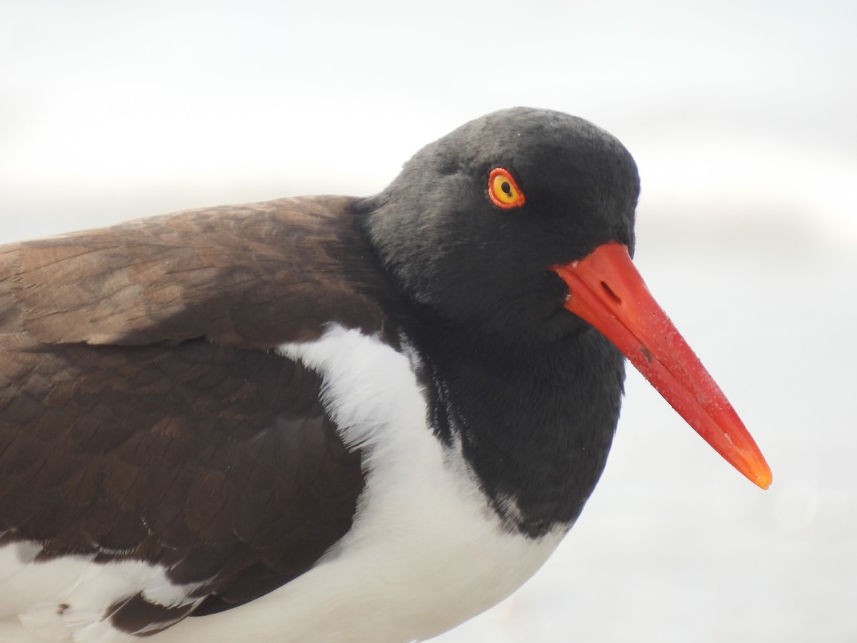 American Oystercatcher - ML616960645