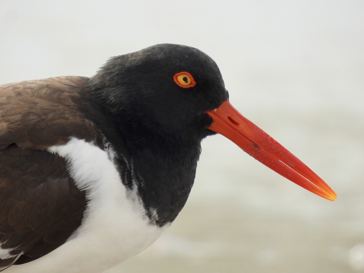 American Oystercatcher - ML616960647