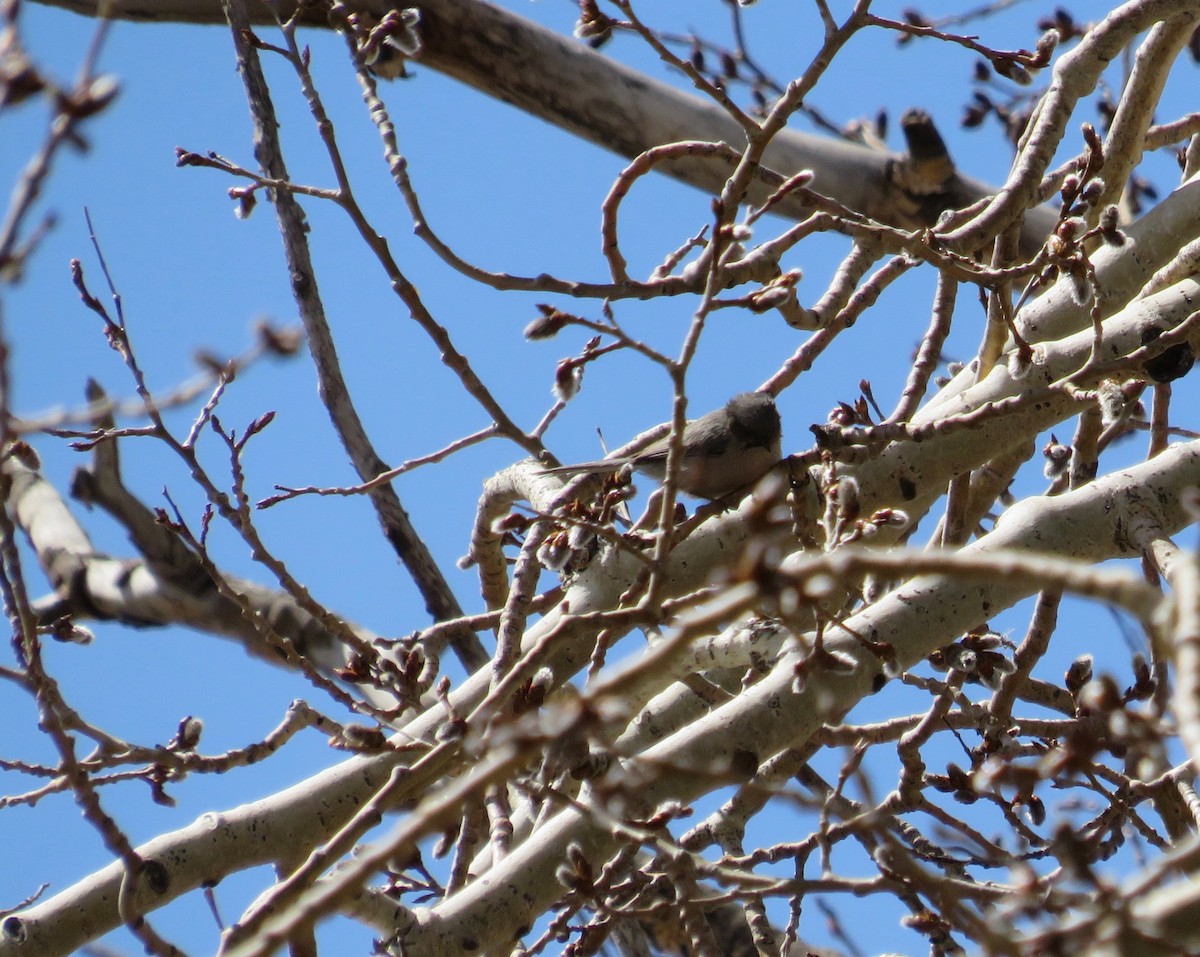 Bushtit - ML616960666