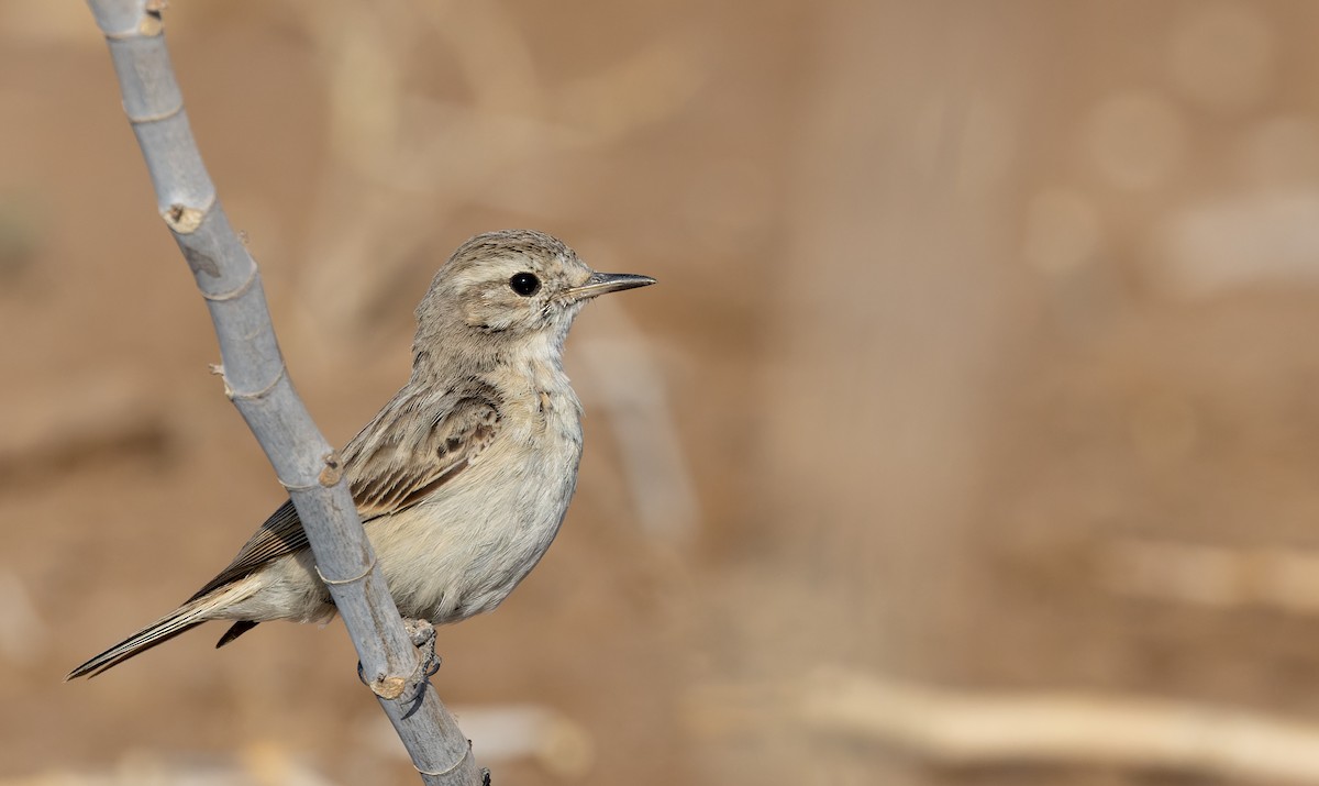 White-browed Bushchat - ML616960678