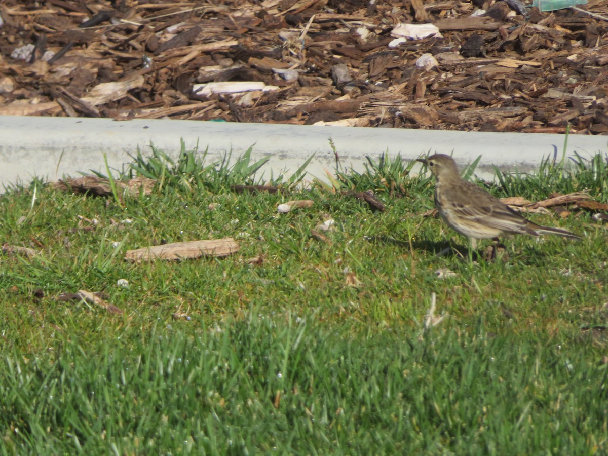 American Pipit - ML616960686