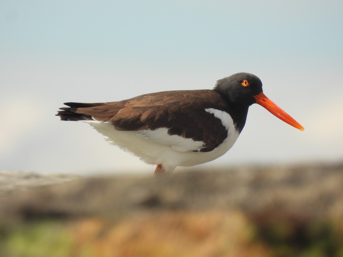 American Oystercatcher - ML616960703