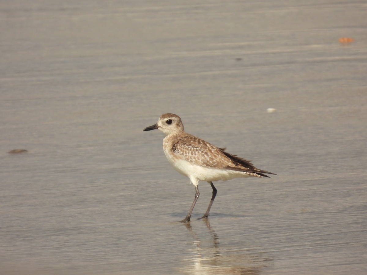 Black-bellied Plover - ML616960713