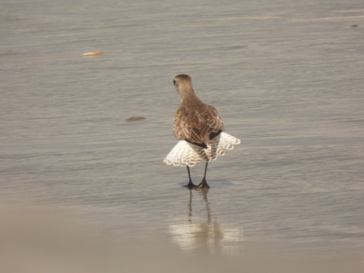 Black-bellied Plover - ML616960715