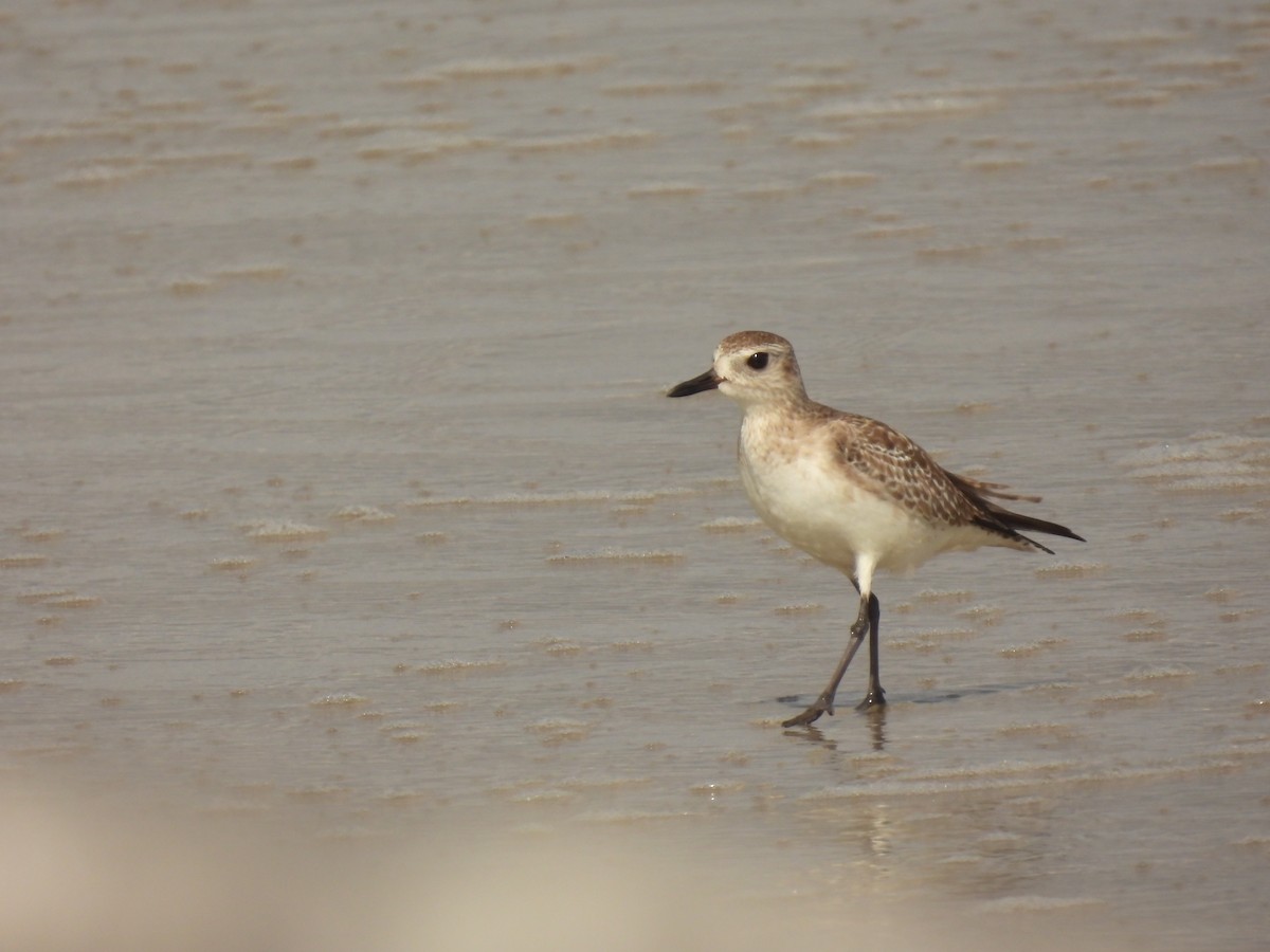 Black-bellied Plover - ML616960718