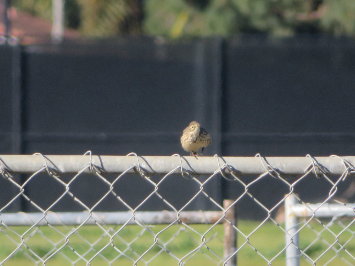 American Pipit - ML616960730