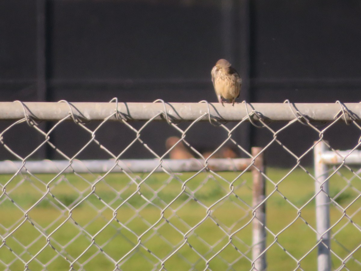 American Pipit - ML616960731