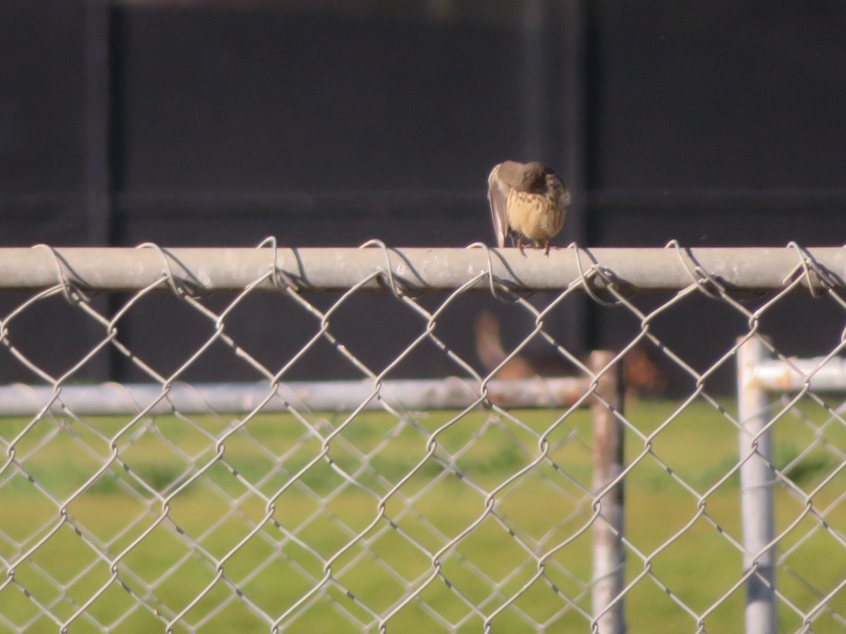 American Pipit - ML616960732