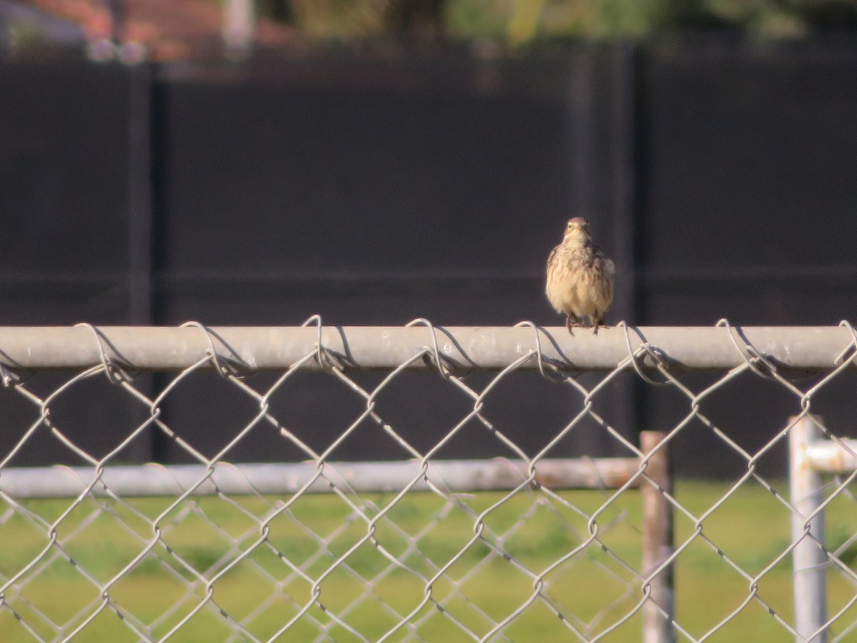 American Pipit - ML616960734