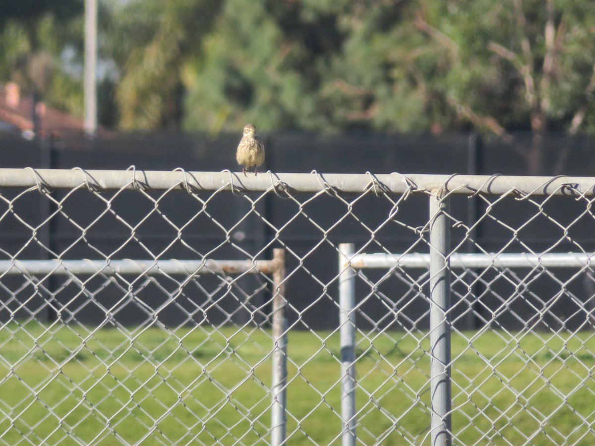 American Pipit - ML616960735