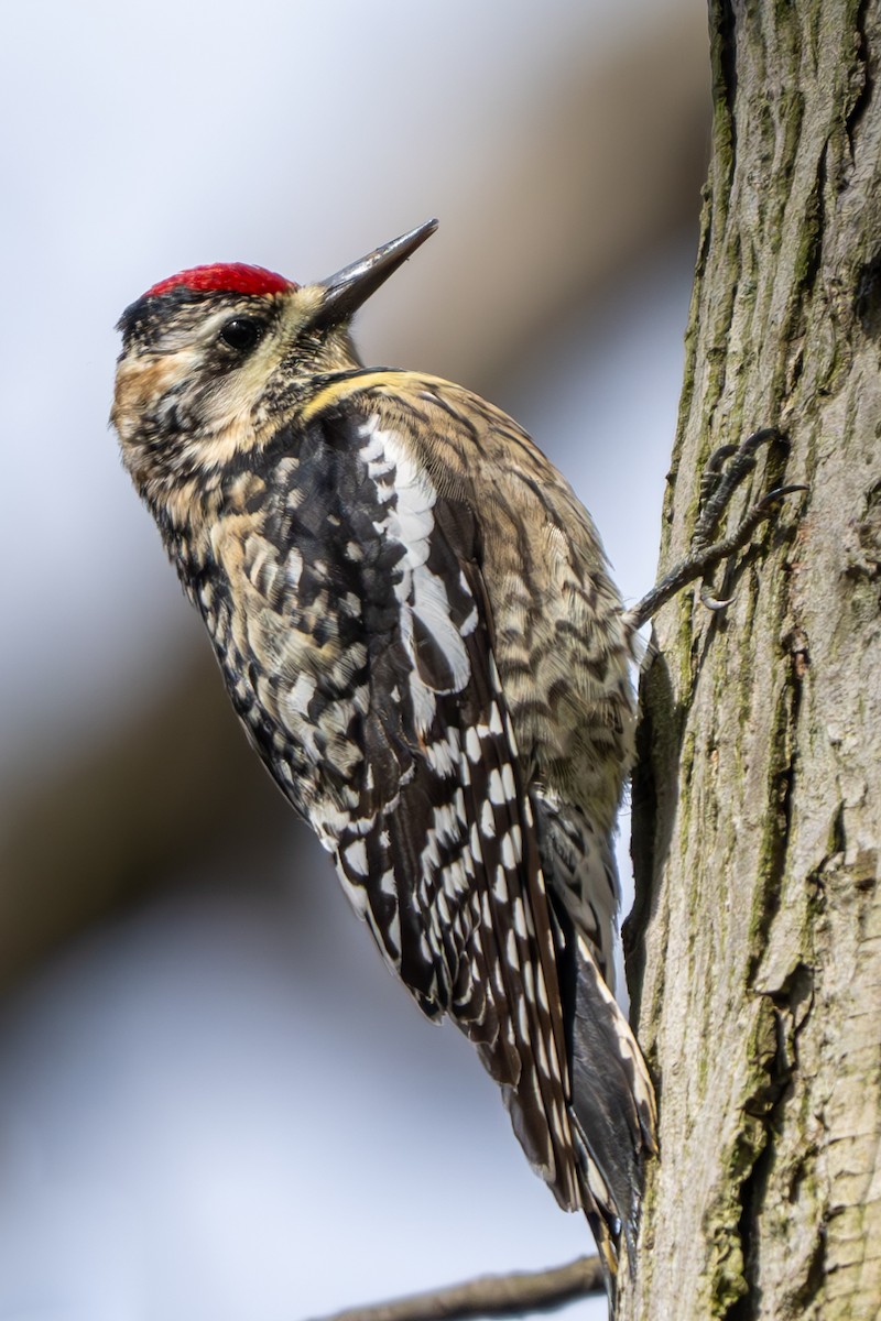 Yellow-bellied Sapsucker - ML616960765