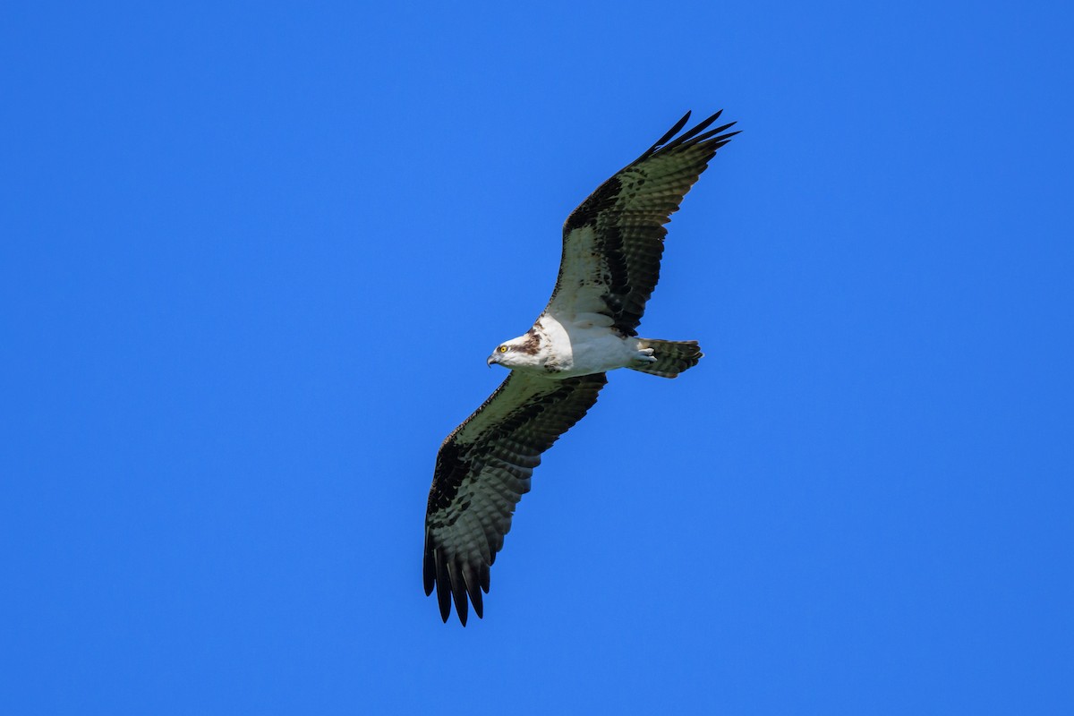 Águila Pescadora - ML616960775