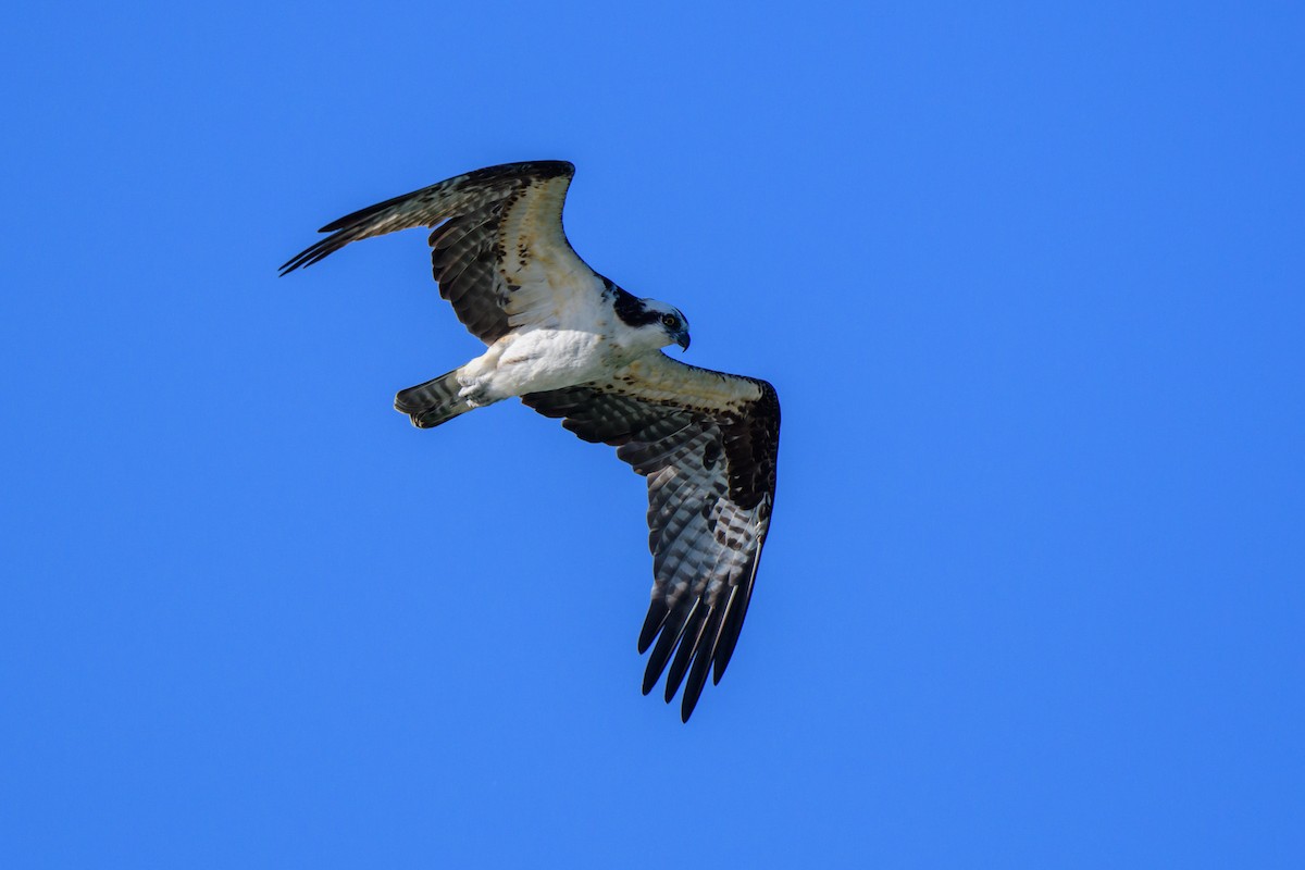 Águila Pescadora - ML616960784