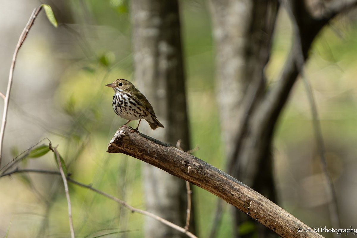 Ovenbird - ML616960812