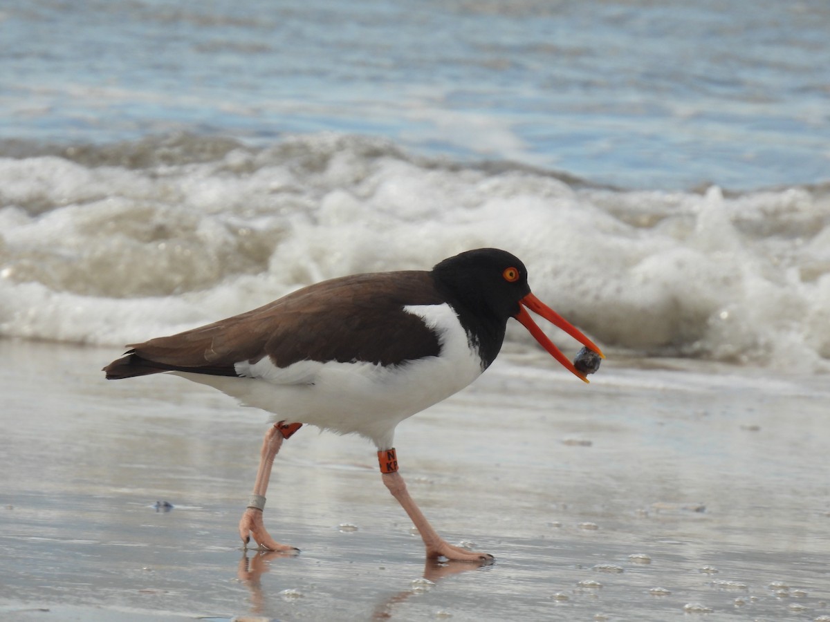 American Oystercatcher - ML616960828