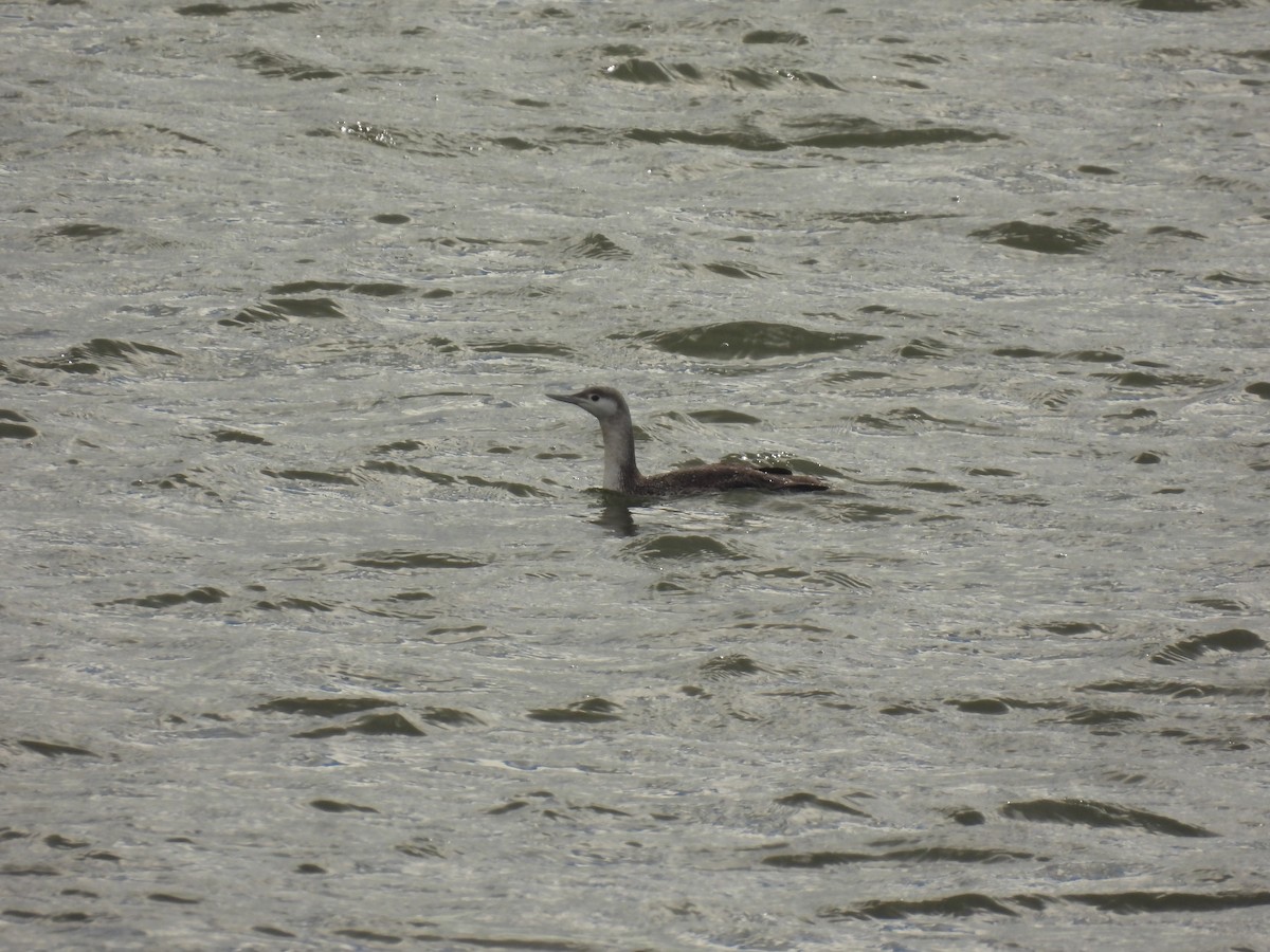 Red-throated Loon - ML616960860