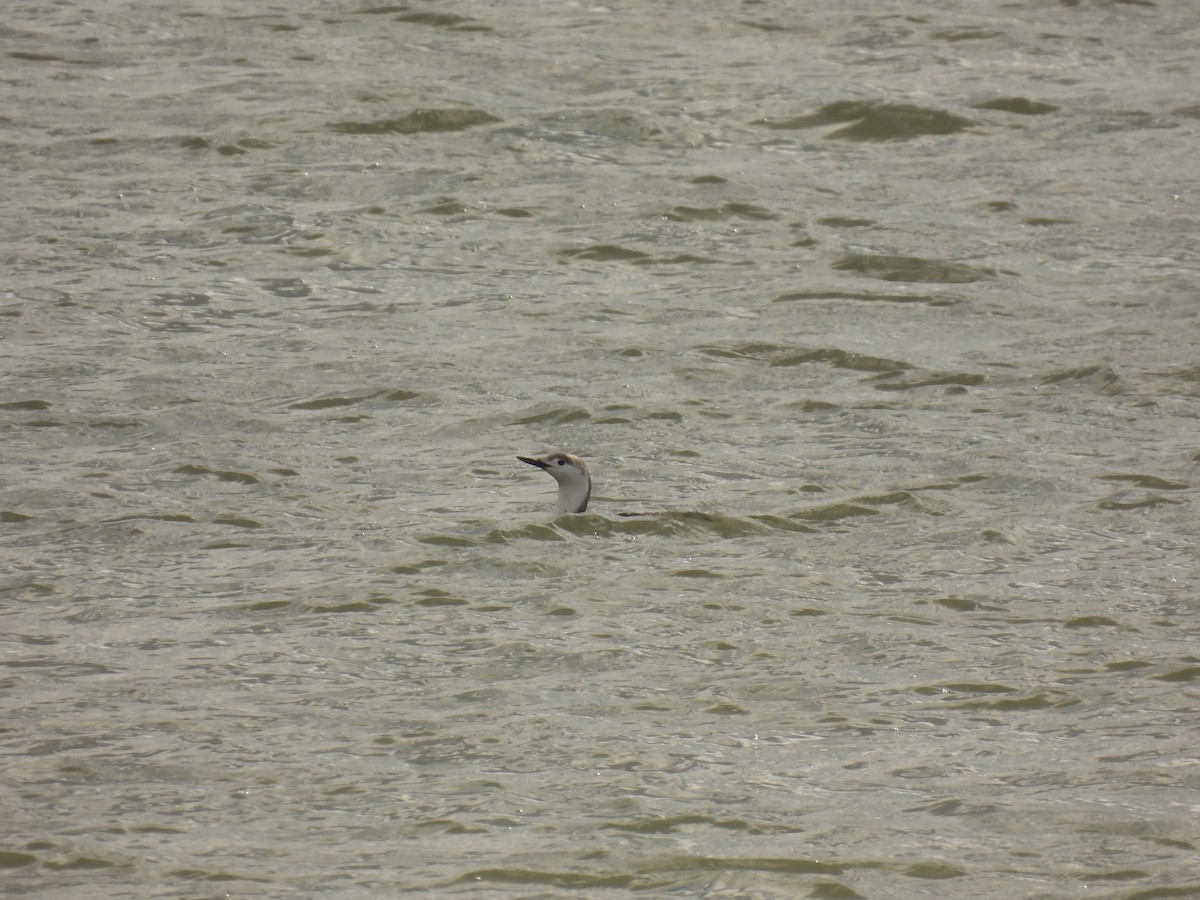 Red-throated Loon - ML616960863
