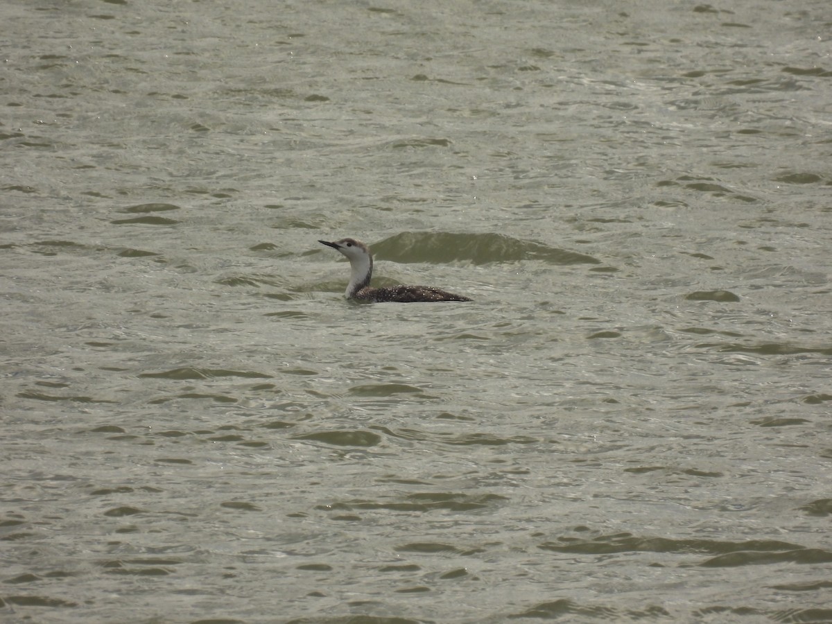 Red-throated Loon - ML616960864